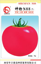 小颗粒里的大希望——神粉N88 F1番茄种子与西安年丰的专业繁育
