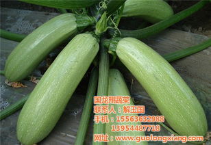 莒南西葫芦 求购西葫芦 国龙翔蔬菜 优质商家 高清图片 高清大图