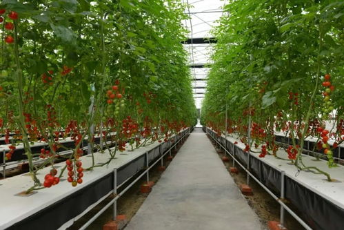 岛城打造“植物工厂” 市民将迎来无土栽培、无农药新鲜蔬菜